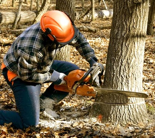 Tree Removal in Booker, TX
